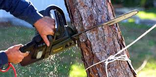 Reliable Emerson, NJ Tree Removal Solutions