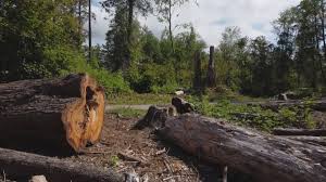Best Root Management and Removal  in Emerson, NJ