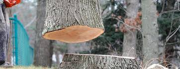 Best Tree and Shrub Care  in Emerson, NJ