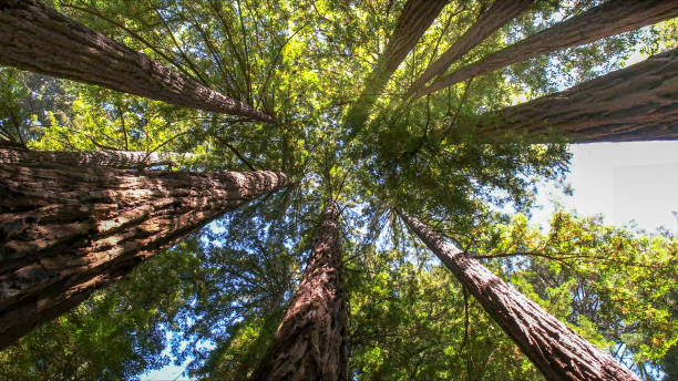 Best Arborist Consultation Services  in Emerson, NJ