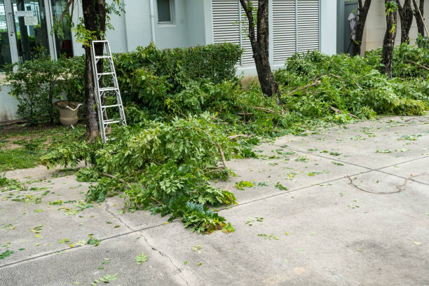 Best Tree Risk Assessment  in Emerson, NJ