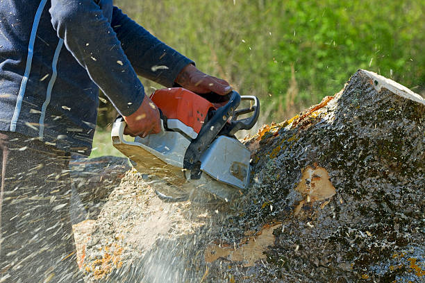 Best Lawn Seeding  in Emerson, NJ