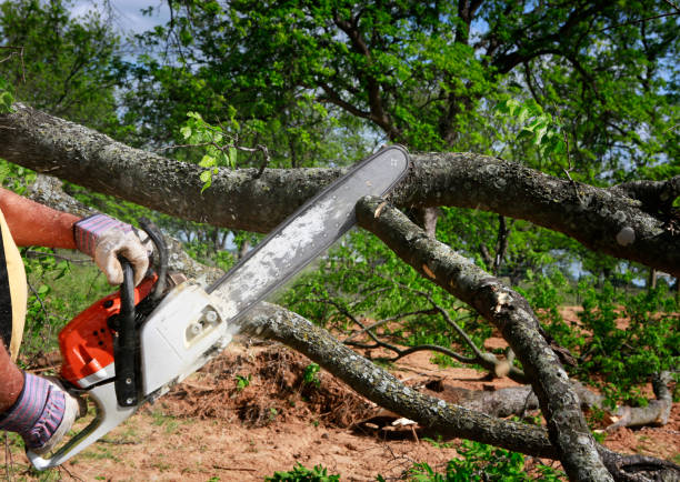 Best Lawn Grading and Leveling  in Emerson, NJ