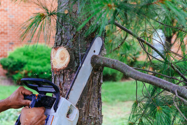 Best Firewood Processing and Delivery  in Emerson, NJ